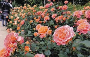 奈良「大和ばら園」400種、3,000株のバラが無料で観賞できる！